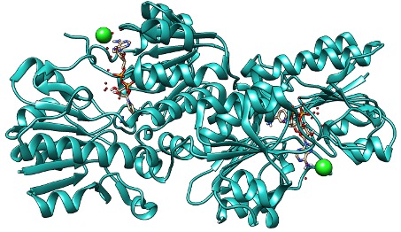 The photo shows a large number of spirals, filaments, and spheres that are meant to model Candida boidinii formate dehydrogenase.