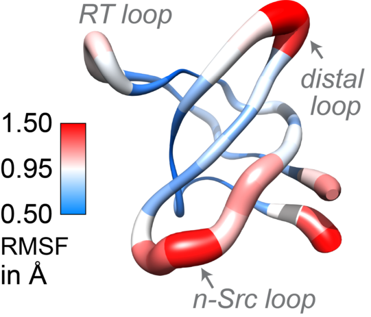 A blue, white, and red graphic depicting protein dynamics.