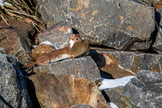 Ein Mader steht zwischen großen Steinen und trägt eine tote Ratte im Maul.