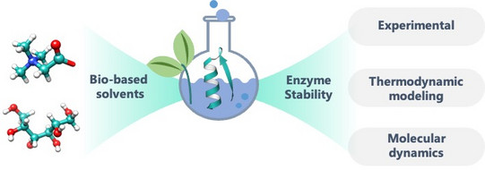 Die Informationsgrafik veranschaulicht modellhaft wie Lösungsmittel die Stabilität von Enzymen beeinflussen und damit den Biokatalyse-Prozess effizienter machen.