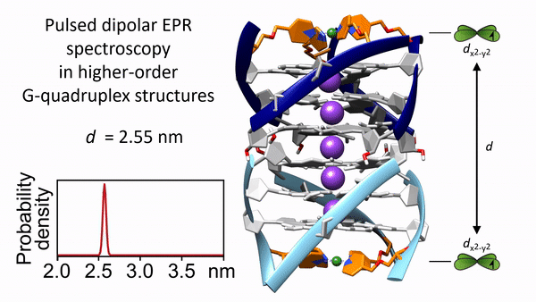 Sandwichstruktur G-Quadruplexe animiertes Gif, das zwei DNA-Strukturen zeigt, zwischen die sich ein Molekül einlagert.