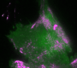 Das Gif zeigt mittels grüner und violetter Farbe dynamische Pulse in Zellen