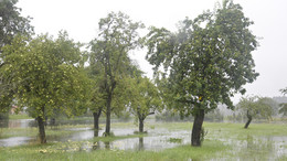 Eine Wiese mit Bäumen steht unter Wasser