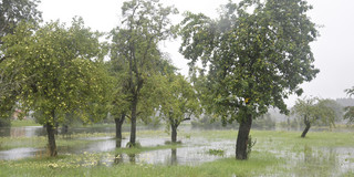 Eine Wiese mit Bäumen steht unter Wasser