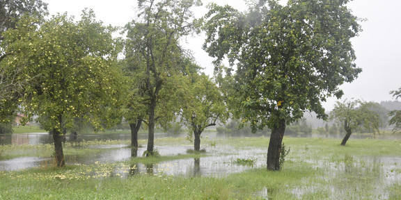 Eine Wiese mit Bäumen steht unter Wasser