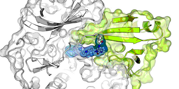 Different molecules are presented