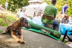 Ein Hund liegt auf dem Boden. Im Hintergrund sind Verkaufsstände des Sommerfests zu sehen.