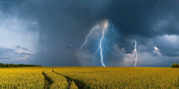 Auf dem Foto sieht man ein Kornfeld und dunkle Gewitterwolken. In der Mitte schlägt ein Blitz ein.