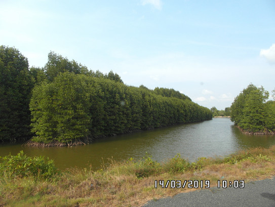 Mangrovenwälder Links stehen Bäumen und es fließt ein Fluss.