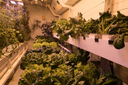 Different varieties of lettuce grow from white pots in a room with red-yellow light.