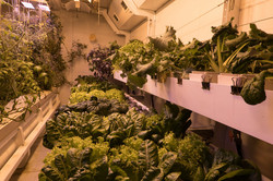 Green House Different varieties of lettuce grow from white pots in a room with red-yellow light.