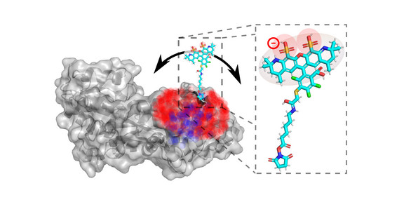 Grafische Darstellung eines Proteins (grau) mit einem gebundenen Molekül. Ein vergrößerter Ausschnitt rechts zeigt das Molekül detailliert mit hervorgehobenen chemischen Gruppen und Ladungen.