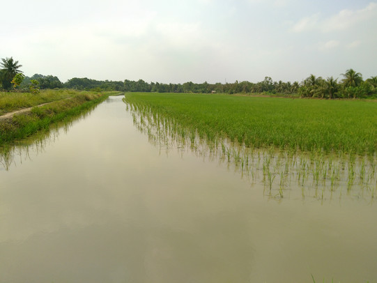 Reisfeld Ein Reisfeld in Vietnam ist abgebildet.