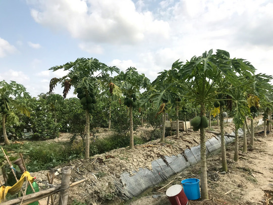Obstplantage Eine Obstplantage mit Bäumen und Sträuchern in Vietnam.