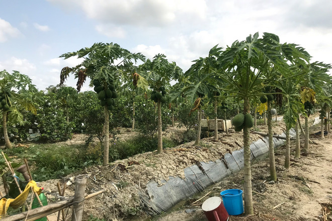 Eine Obstplantage mit Bäumen und Sträuchern in Vietnam.