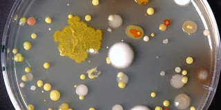 In einer Petrischale züchten Wissenschaftlerinnen und Wissenschaftler der Fakultät Bio- und Chemieingenieurwesen Bakterien für Forschungszwecke.