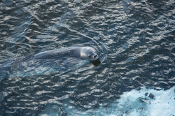 A seal in the water.