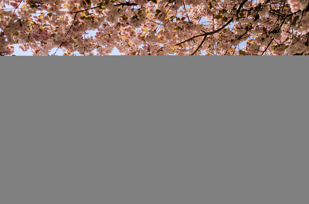 Die H-Bahn (Schwebebahn) fährt an einem sonnigen Tag mit wolkenlosem Himmel an einem rosa blühenden Kirschbaum vorbei.