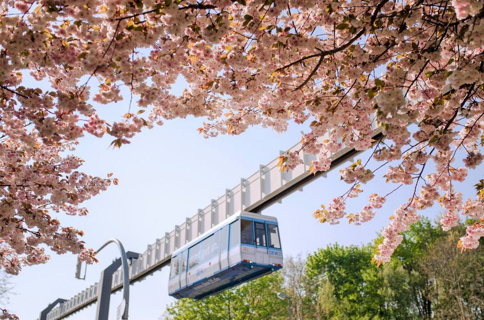 The H-Bahn (suspension railroad) passes a pink blossoming cherry tree on a sunny day with cloudless sky.