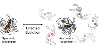 JACS Summerer The image shows several double helices containing colored dots. While the left side shows a double helix with two red dots, the right side shows several strands with two different colored dots. Under the left side is Symmetric recognition, under the right side asymmetric recognition. The two sides are connected by an arrow under which Directed Evolution is written.