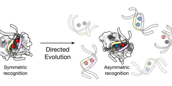 The image shows several double helices containing colored dots. While the left side shows a double helix with two red dots, the right side shows several strands with two different colored dots. Under the left side is Symmetric recognition, under the right side asymmetric recognition. The two sides are connected by an arrow under which Directed Evolution is written. 