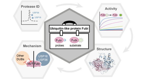 Das schematische Schaubild zeigt in der Mitte einen Werkzeugkasten, in dem u.a. das Wort Fubi geschrieben steht. Um den Kasten sind vier Felder angeordnet, in denen Protease ID, Activity, Structure und Mechanism als Überschrift geschrieben stehen.