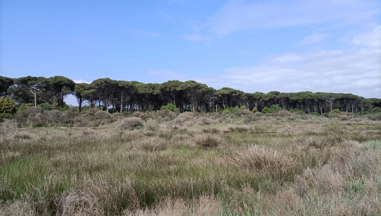 Foto: Eine natürliche Landschaft mit Grasflächen und einem Waldstreifen unter blauem Himmel.