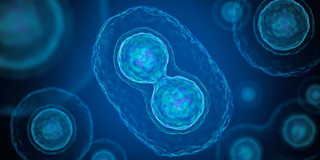 The picture shows an artificially created image of a cell undergoing cell division. 