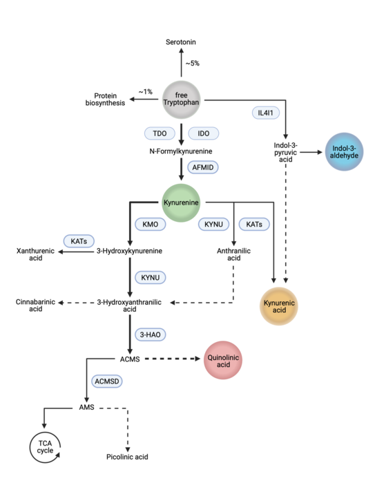 Illustration of the kynurenin path