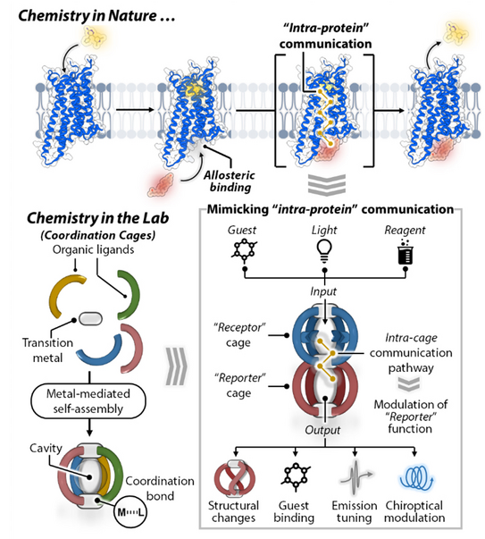 Concept of establishing protein-like communication in molecular coordination cages.