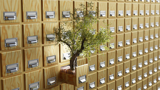 Ein Foto einer Karten-Indexbox. Ein Bonsaibaum wächst aus einer der Schubladen der Karten-Indexbox.