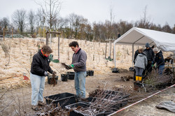 Foto: Zwei Personen bearbeiten zwei Pflanzensetzlinge mit einer Gartenschere. Im Hintergrund sieht man ein Zelt und weitere Personen mit Setzlingen.