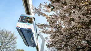 The H-Bahn next to a booming cherry tree
