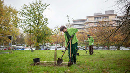Oktober Auf einer Wiese pflanzen zwei junge Gärtner mit hellgrünen Jacken junge Zieräpfelbäume mit Spaten ein. Im Hintergrund der Wiese sind Bäume, ein Parkplatz und in der Ferne das Universitätsgebäude Emil-Figge-Straße 50 zu sehen.
