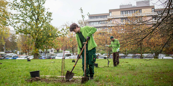 Auf einer Wiese pflanzen zwei junge Gärtner mit hellgrünen Jacken junge Zieräpfelbäume mit Spaten ein. Im Hintergrund der Wiese sind Bäume, ein Parkplatz und in der Ferne das Universitätsgebäude Emil-Figge-Straße 50 zu sehen.