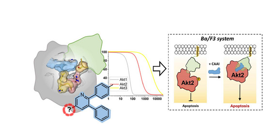 Graphic for the identification of tools for drug discovery