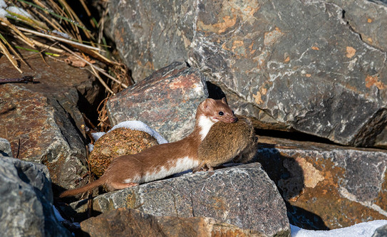 A marten stands between large stones and carries a dead rat in its mouth.