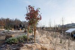 Foto: Im Garden of Refuge trägt ein kleiner Baum rote Früchte.