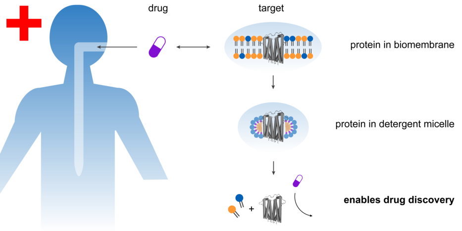 The graphic shows a person on the left side. The right side shows schematically in three steps how a protein is released from a biomembrane by soap.