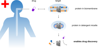 Die Grafik zeigt auf der linken Seite eine Person. Auf der rechte Seite ist schematisch in drei Stufen verdeutlicht, wie ein Protein aus einer Biomembran durch Seife herausgelöst wird.