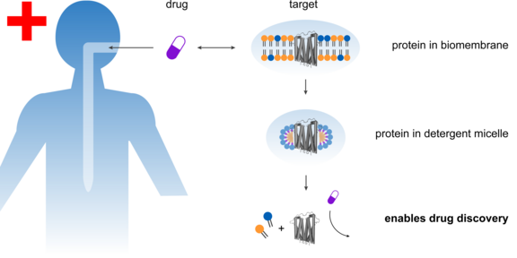 TOC Grafik Die Grafik zeigt auf der linken Seite eine Person. Auf der rechte Seite ist schematisch in drei Stufen verdeutlicht, wie ein Protein aus einer Biomembran durch Seife herausgelöst wird.