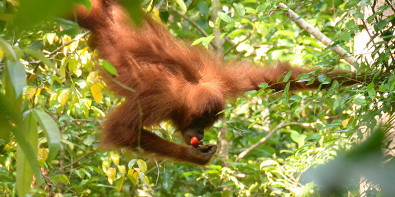 Foto: Ein Jungorang‑Utan isst in den Wäldern von Suaq eine Lianenfrucht.