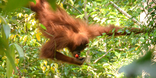 Foto: Ein Jungorang‑Utan isst in den Wäldern von Suaq eine Lianenfrucht.