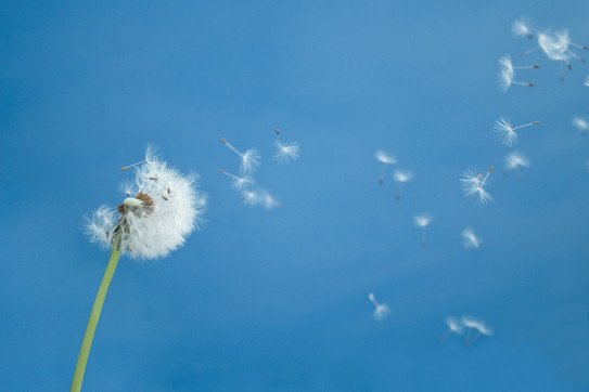 Pusteblume Pusteblume von der einzelne Samen wegfliegen vor einem blauen Hintergrund