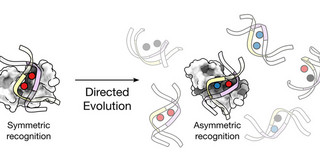 The graph shows how protein probes can detect a specific combination of two different modifications in both strands of the CG sequence.