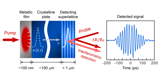 Eine blaue und rote Grafik auf weißem Hintergrund: Sie stellt dar, wie eine ultraschnelle Expansion eines optisch angeregten dünnen Metallfilms einen akustischen Impuls erzeugt, der sich durch die kristalline Platte ohne Abschwächung ausbreitet.