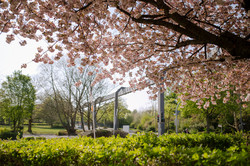 H-Bahn umgeben von blühenden Bäumen im Frühling.