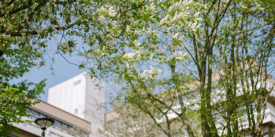 TU Dortmund University Spring_08 The TU building surrounded by flowering trees.