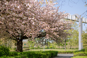 H-Bahn Linie umgeben von blühenden Bäumen.